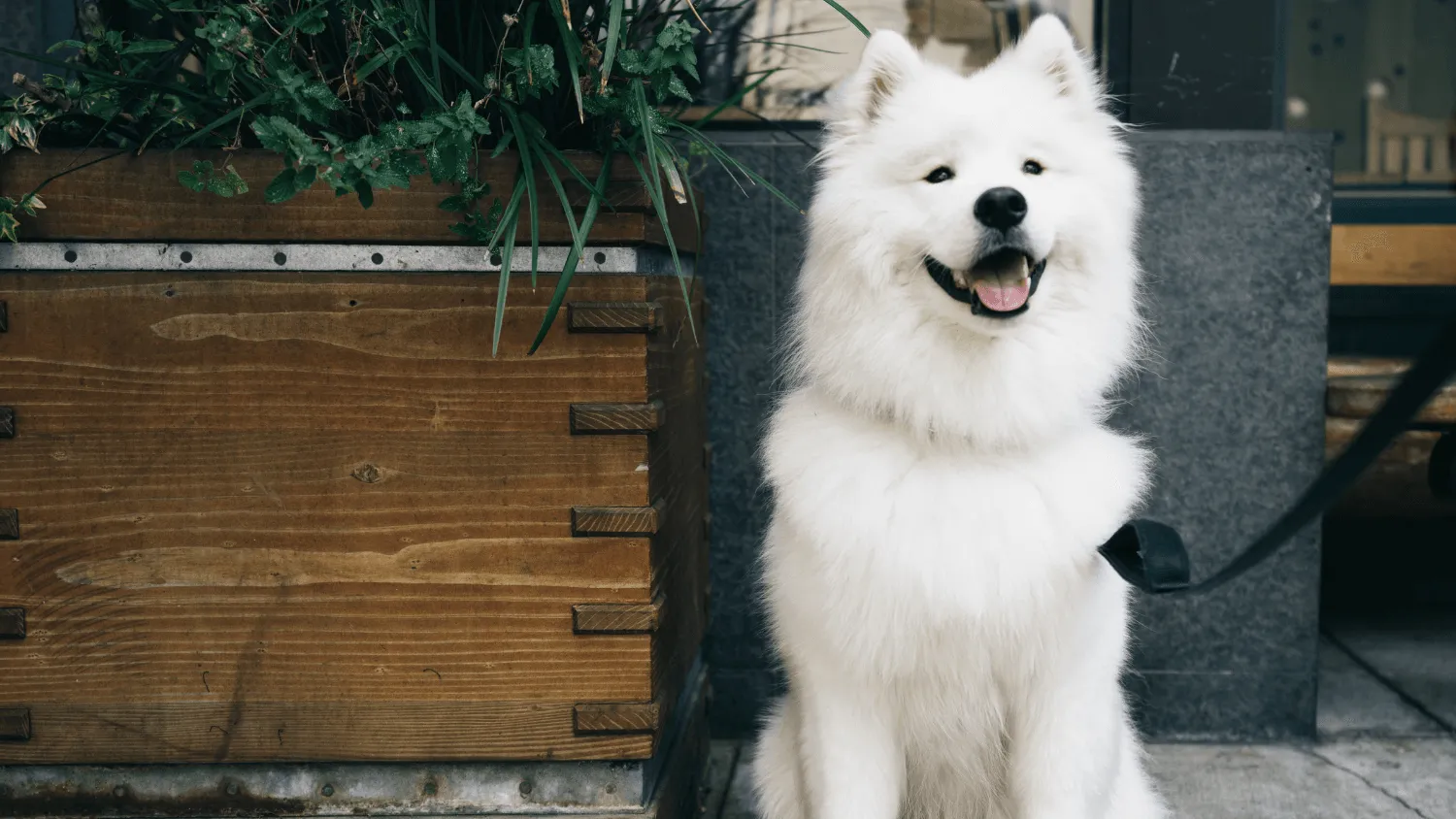 Dog-Friendly Restaurants, Parks, and Hotels in Austin