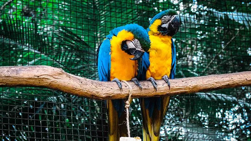 Where to See Animals in Austin